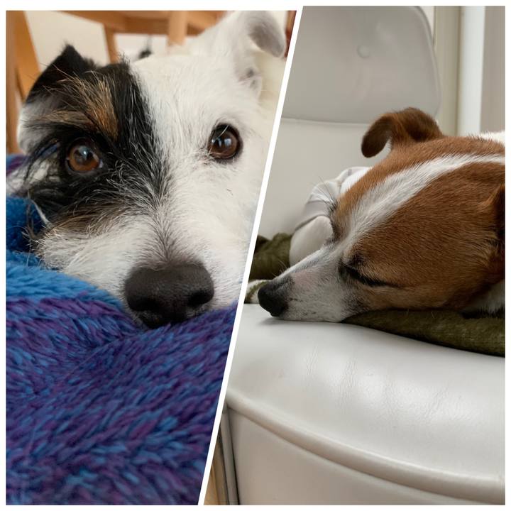 A2f9eaf4 5088 4a3e ab38 c26a9420fbc6 1575246894346