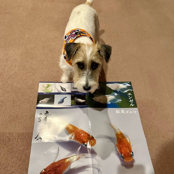 A2fddd3f 32e2 4701 9710 e7666e2b1795 1697206456564