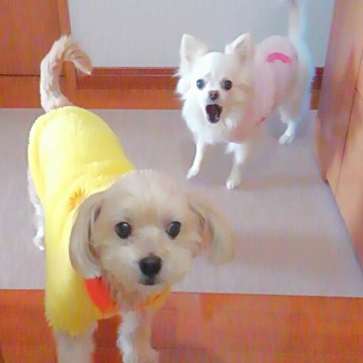 A2ff6176 e0a0 4729 ac7b cee28e9e5bb4 1550997288769