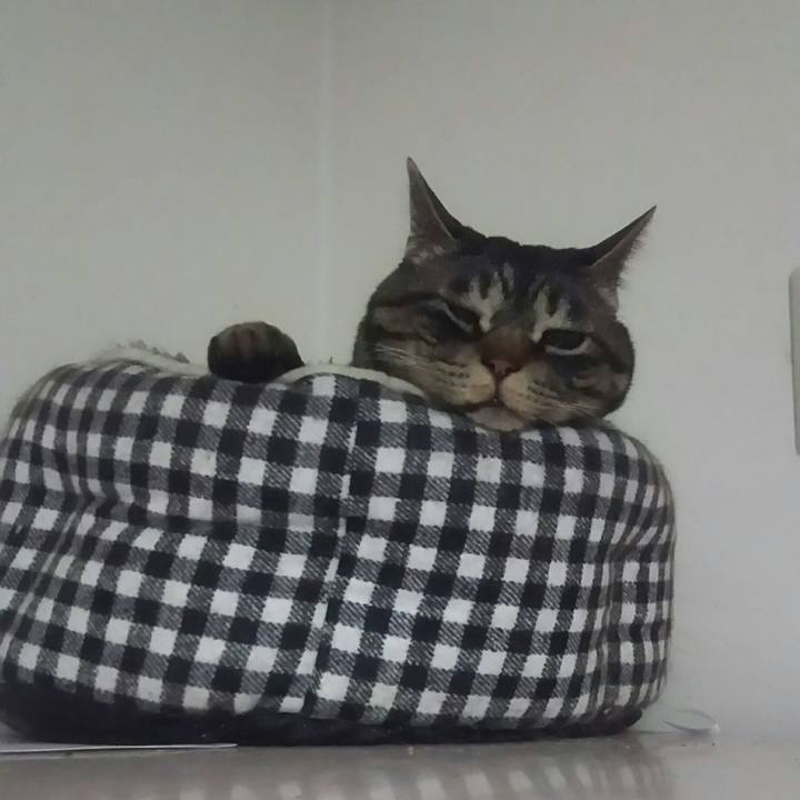 A303a79b 1bf9 455f 8453 0843563350b8 1617367518903