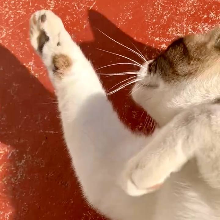 A305a98d c48c 4ed4 b017 3e79f7195c98 1734493156710