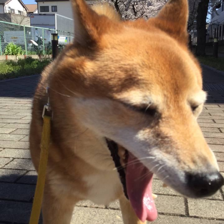 A305b253 54c2 43ed a3cd b4964374f04c 1554084362509