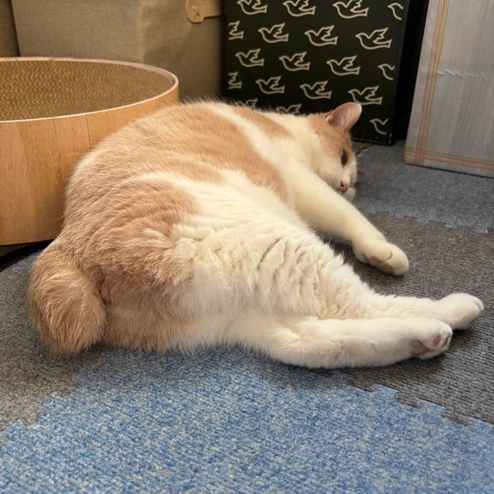 A30665e9 f4d1 492a b5b2 d100a3754075 1763938908898