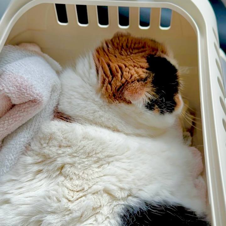 A3084ef3 ab33 40fd a150 ac8d649b0f88 1711009394053