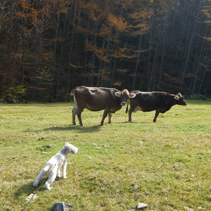 A308603a fecd 461f 923b 5262edfde2e4 1517742781952