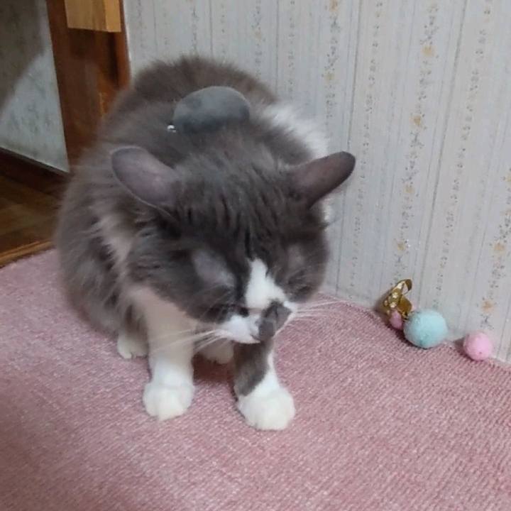 A308639b 1295 4f65 8ebb d345feed8009 1661859640887