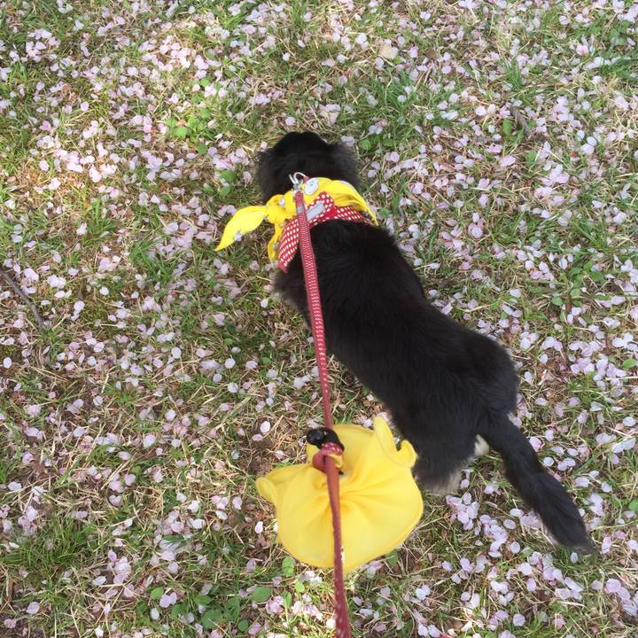 A309f716 9ff1 49d8 9dcb cabb940794d3 1522671507081