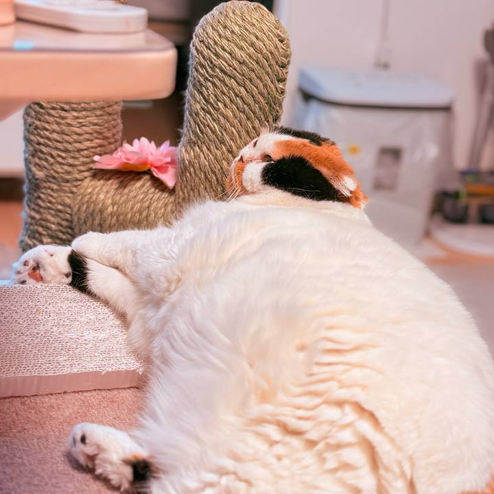 A30bf2c2 7703 4325 9ec7 6c282c3c2657 1748385359129