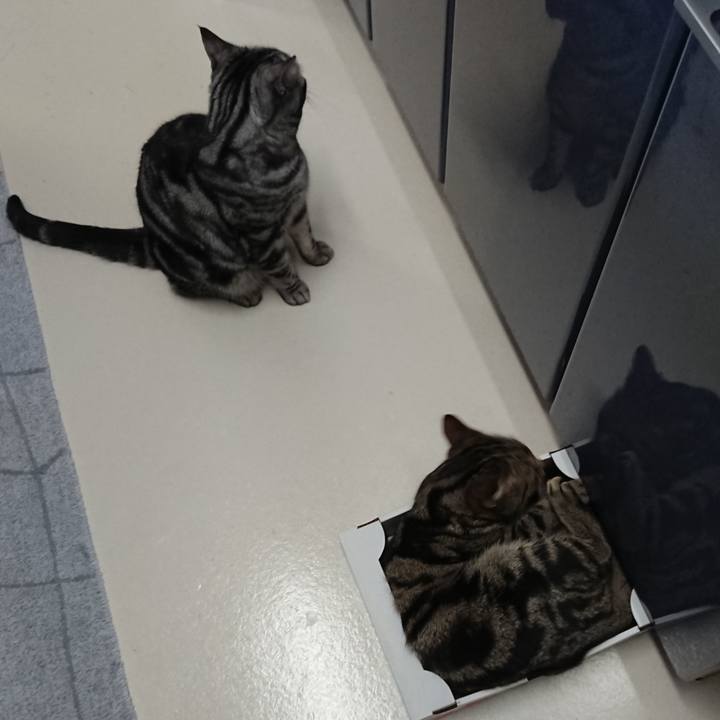 A30ffc85 8696 49c7 8cb1 cc4921349bee 1586834629400