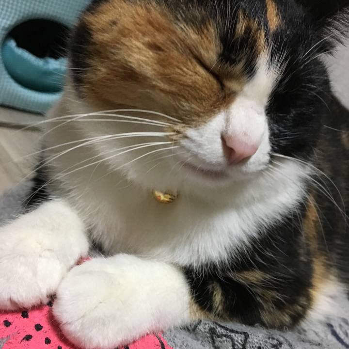 A3116222 5f99 44bf 8f07 b6f1400bf82e 1513254081027