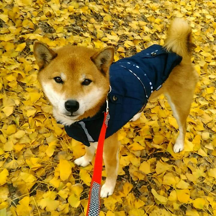 A31292e7 5936 47c4 bafa 583f94fde87c 1544342239928