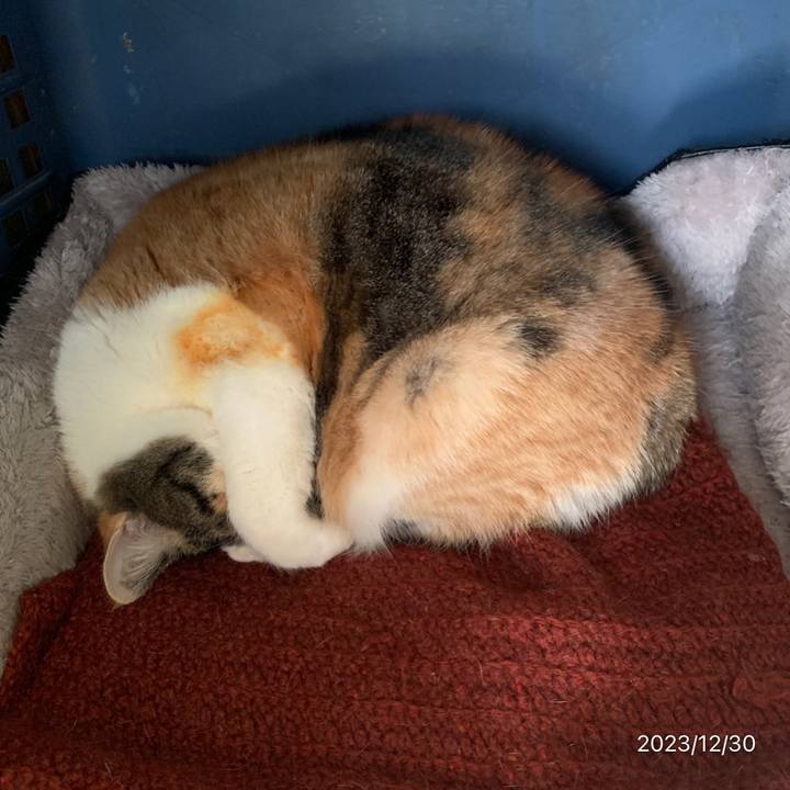 A312bdfd ed5c 4fc1 bcc4 8bc6db857ee2 1703899764708