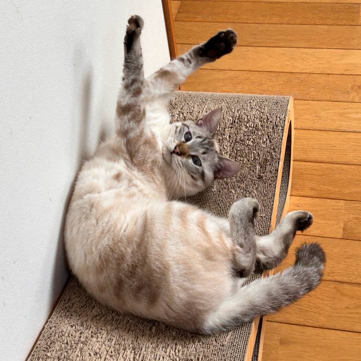 A3136cd2 1a41 4a49 977a f3e03df5a38c 1749617658552