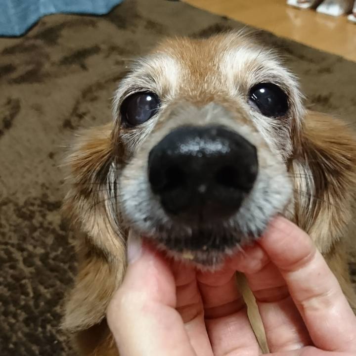 A3155f1c c3d9 4162 972e d2c0fa15e0cf 1510219921655