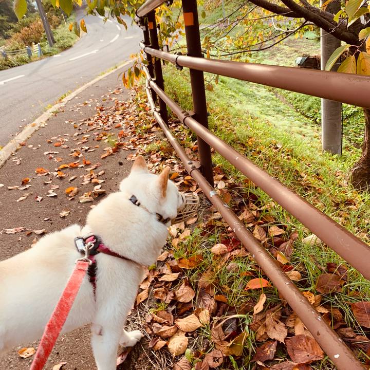 A3181855 dec0 4637 b860 c17c60681186 1602370426231