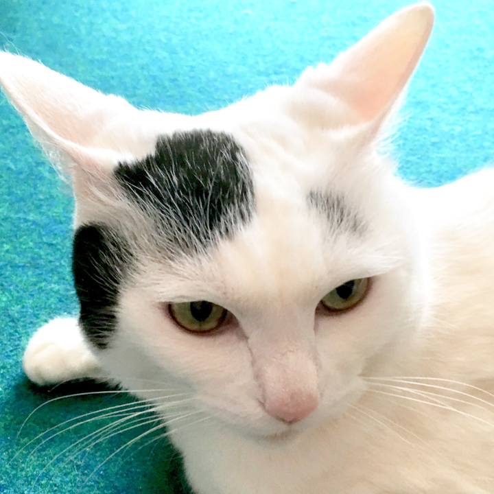 A31843ca 3a3a 432e 851c fdb3dbbb2822 1555364790460