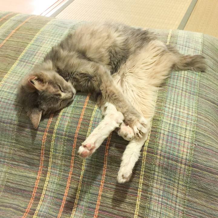 A31a1ca4 898a 42b4 b6a1 ac575e289a83 1529161859973