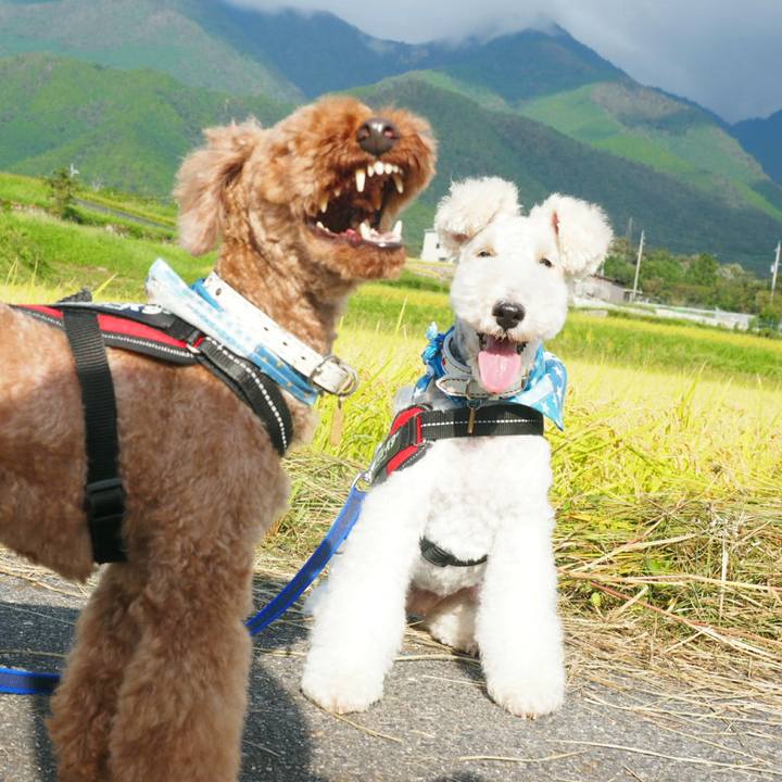 A31a2e85 f0d6 41f7 8cbd 63b47a3ad9fb 1537309662312