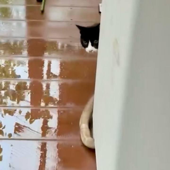 A31d2a4a 0753 4a0d a1f4 88c50325121f 1757475289595