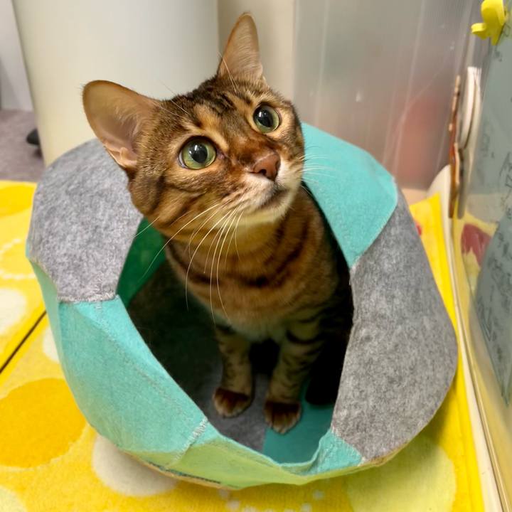 A31d42cf 2732 41d6 8f15 3be550a7c28a 1667744359005