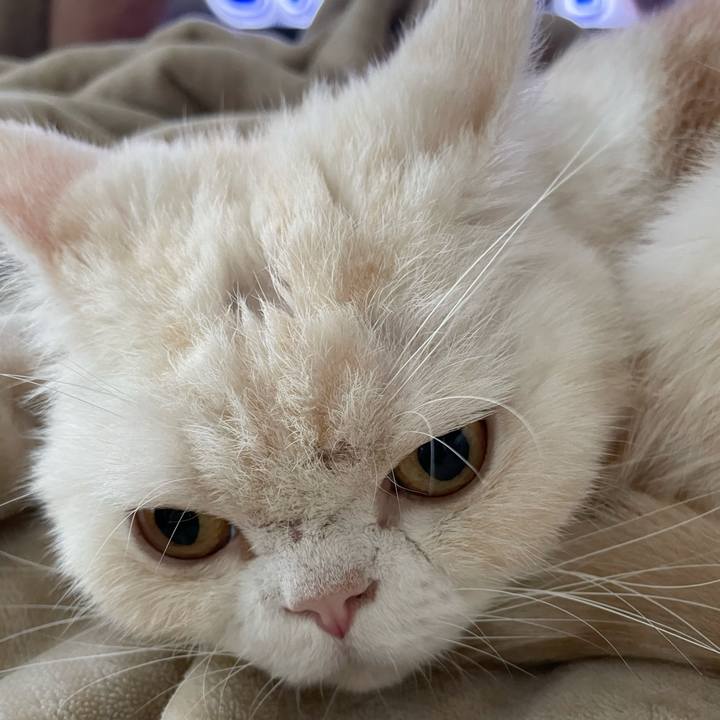 A31e6de8 6ee4 4043 b625 a211191bae16 1764545042137