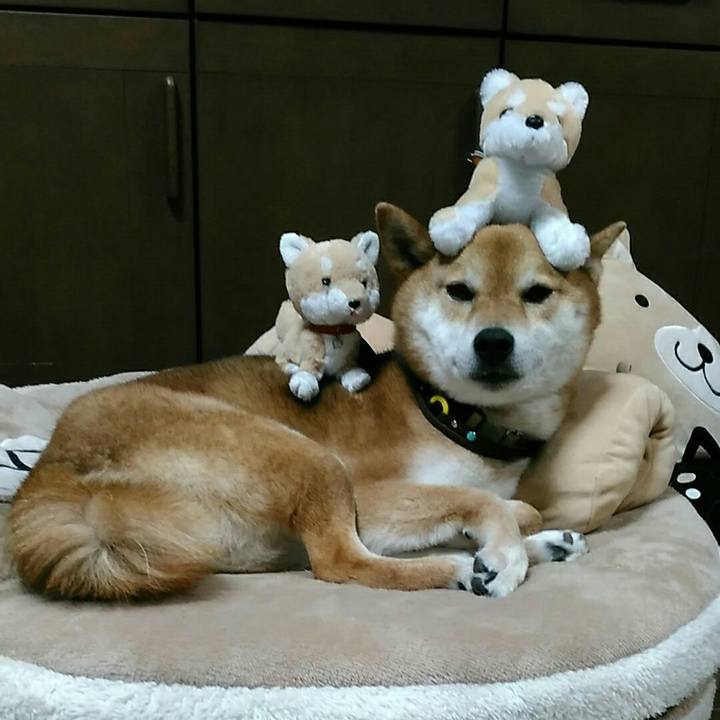 A3224e96 c49b 4525 a0a2 9ec80be5468d 1558412976891