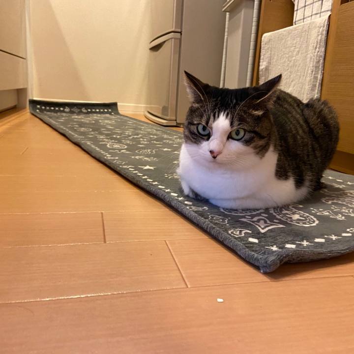 A323e500 5c5c 449a 8479 3ee31b6e4a0e 1608114031222