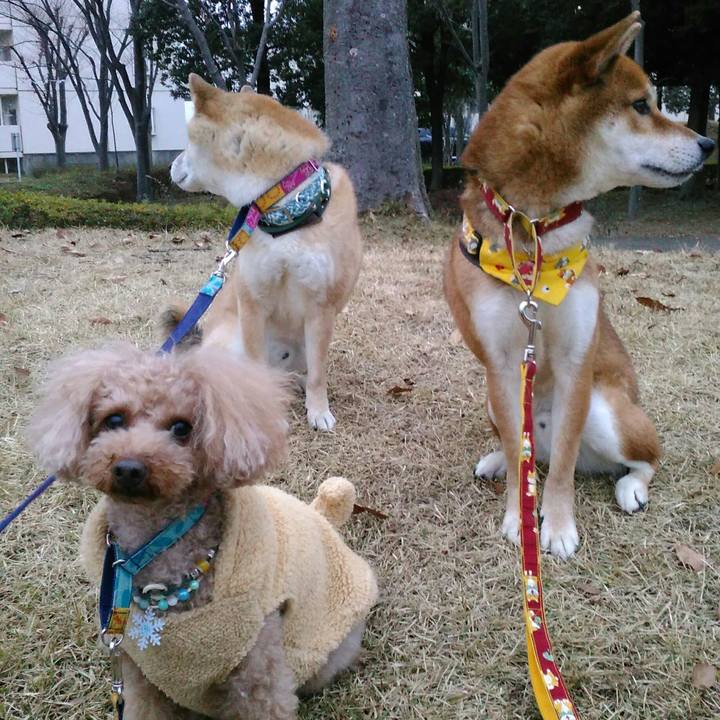 A324841f 1cf0 438c 853b f7e040b085d5 1512722494522