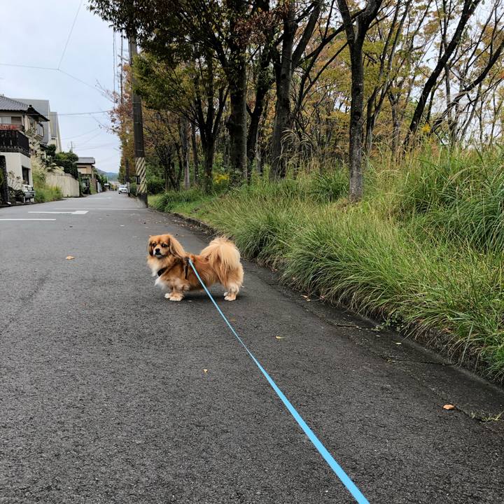 A32625cf a4aa 4136 a434 45dd8e51034b 1572139748526