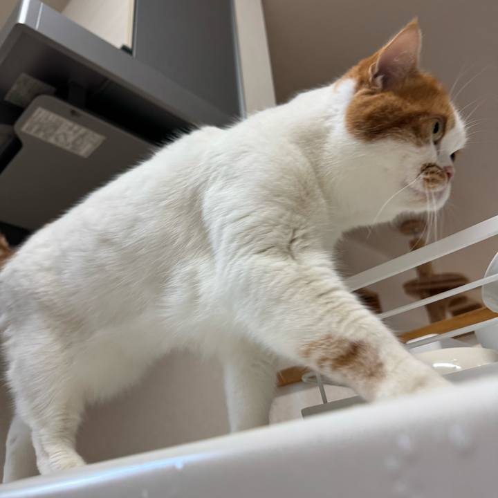 A32793f0 8dad 4c2d 8513 ad62320e840e 1765247740592