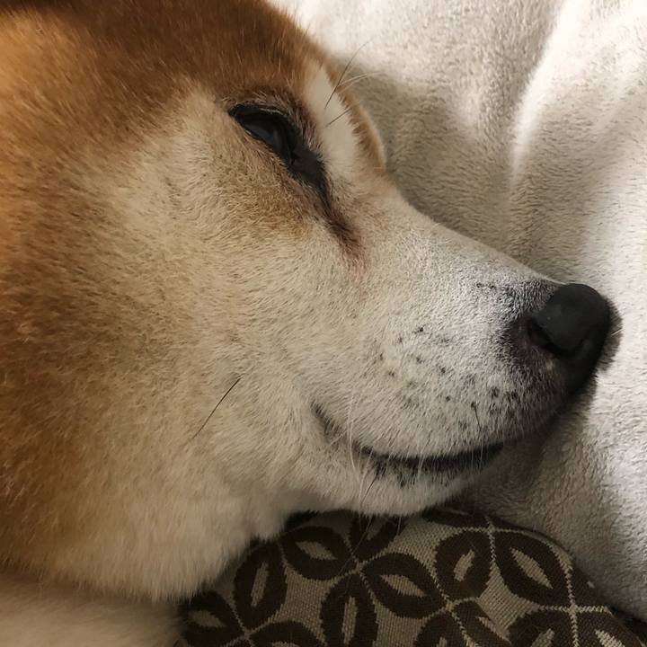 A327ed73 f6a4 4e73 90aa 7a71e2689e30 1544881726934