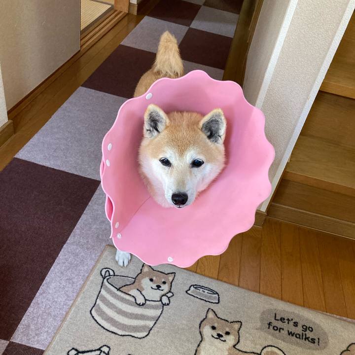 A32bbf3b 3fb9 4cfe 8397 3adbc1eca481 1638278572421