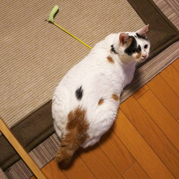 A32e51cb 67ba 4ad3 acfd 46c1dd6690de 1528368994736