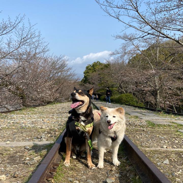 A32f5f8c fb2f 4253 bd49 68070a0aa0d9 1712760325424