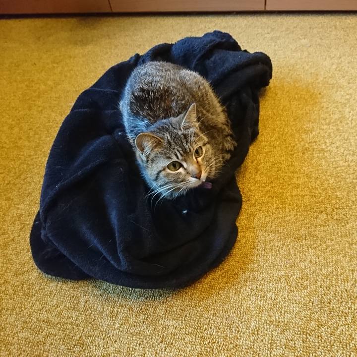 A32f61db 0280 4734 bed1 2e9f5f00921e 1554241888807