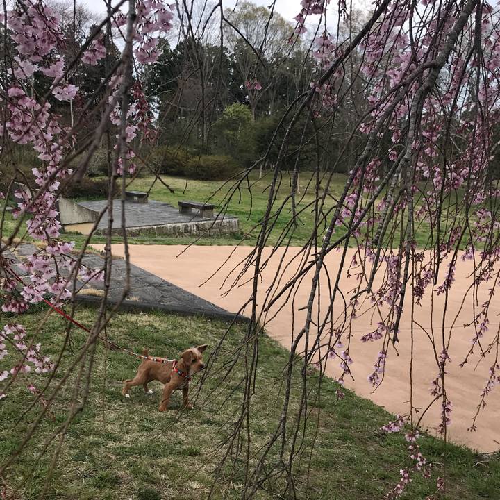 A33211de bde2 4b39 b860 7bd798995c87 1523181960186