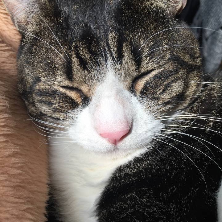 A332e73a cde6 4011 a80e f0cadc786ae4 1512275086510