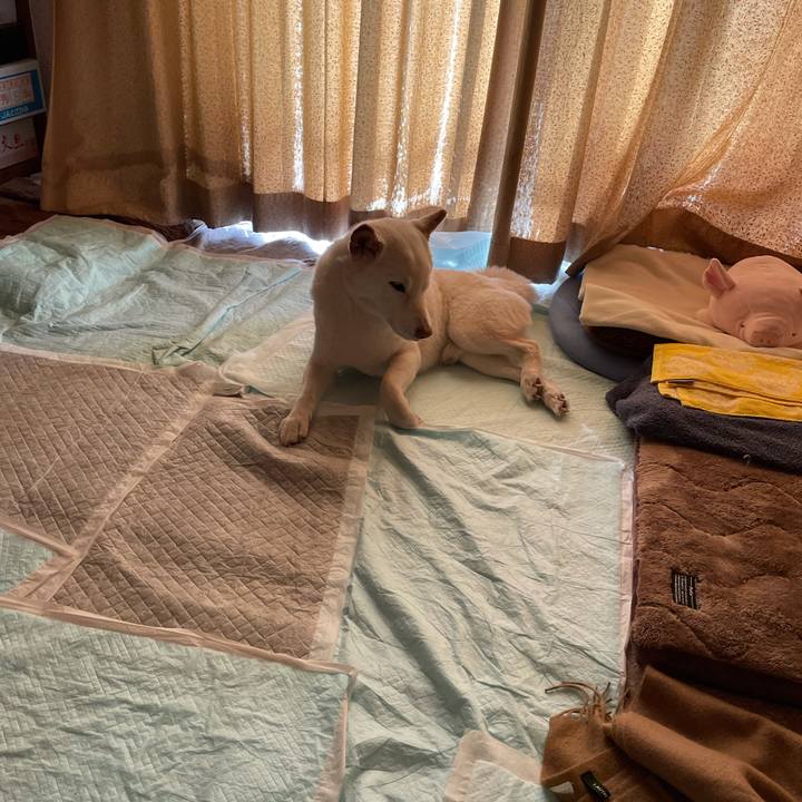 A333250b 0039 40e4 abe8 4980886f3b98 1636773494966