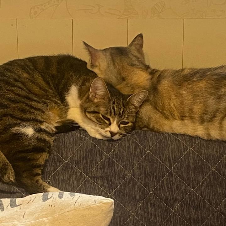 A335564e 006d 40ae 879a ff6e6dcc70e5 1634428199579