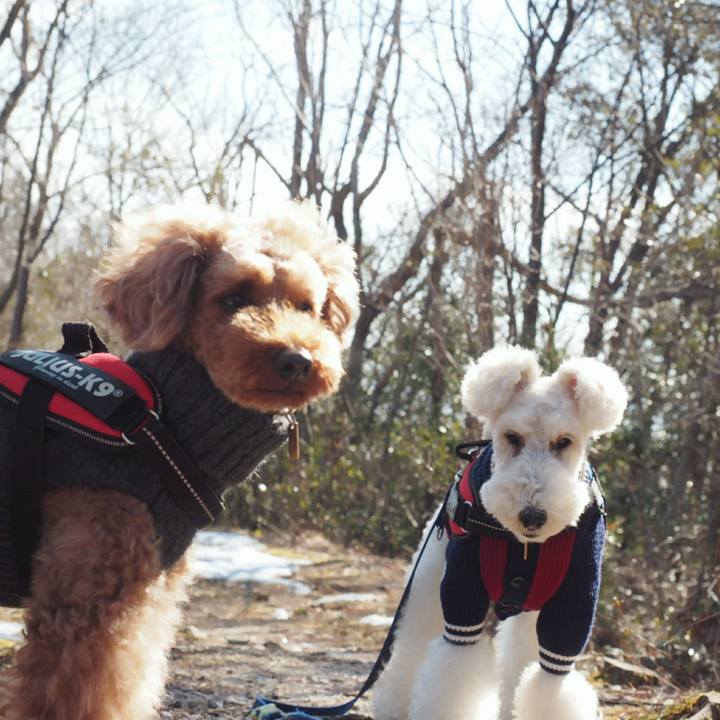 A335de20 4510 4cca adb4 cb8dea20ee85 1518513650266