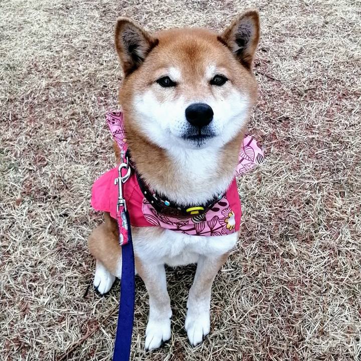 A336ae66 82b6 4086 80f0 e9fb0c177821 1615162402487