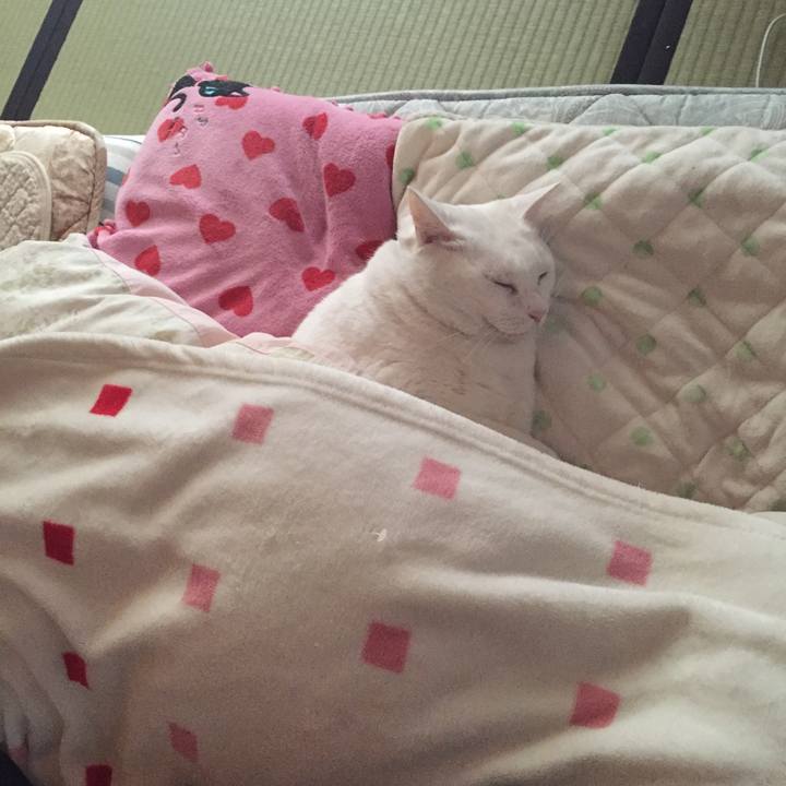 A3373cbe c666 44d5 9da3 65b309e7de0a 1517176856195