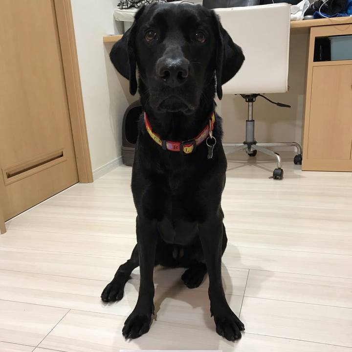 A337de55 6244 4186 8e1d 6be0aa9d4ae4 1544480848947