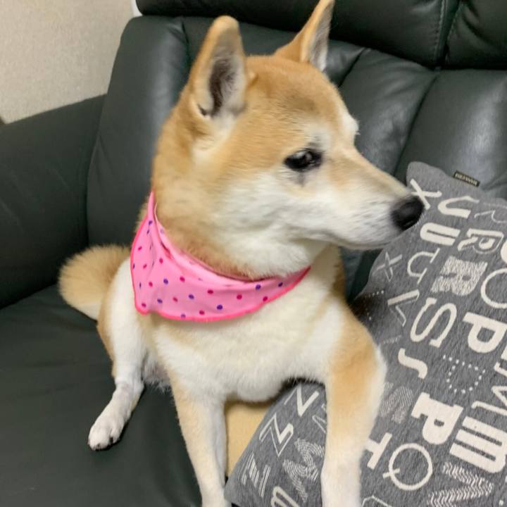 A33b8afe a604 4335 83ff 41eab33c67ca 1604304602793