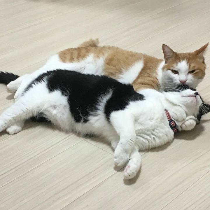 A33e9ab5 0c66 4565 a938 9b2fd935b87f 1538271774994