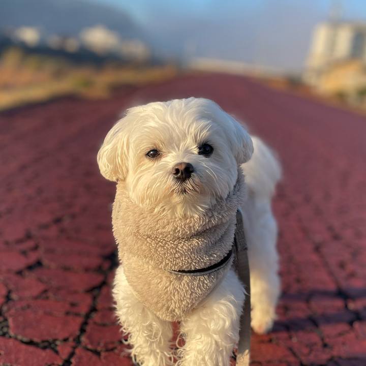 A33f7f32 a0b3 4a14 b2e4 b3e02ad945de 1766011621986