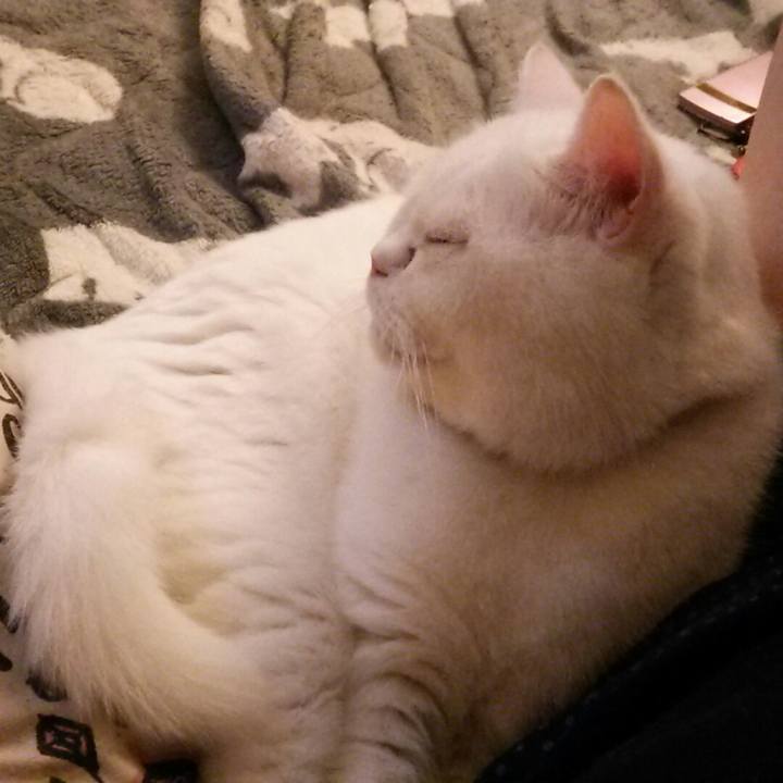 A340fb5c 33ce 4d6e ad04 1721adccf879 1535876313948