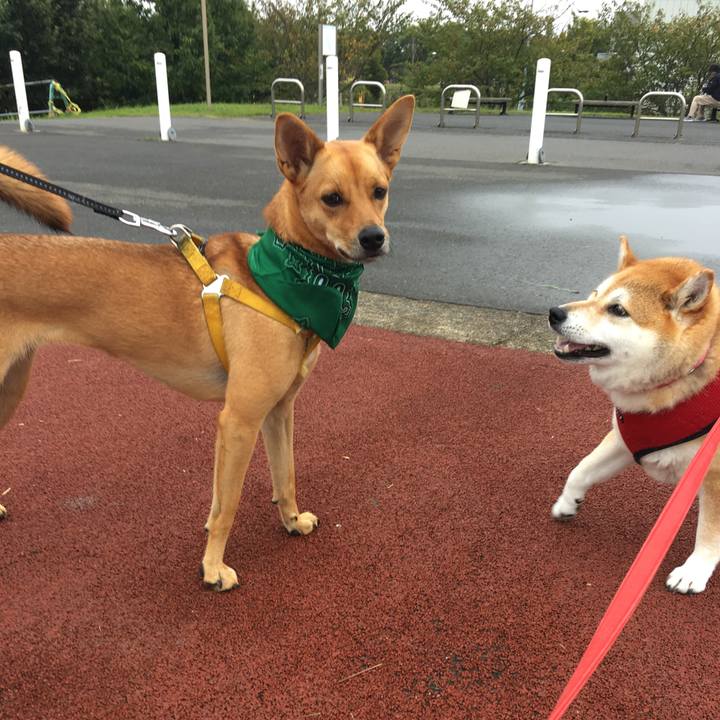 A342bc39 1d4b 420f bc0a c76eba473168 1602375201352