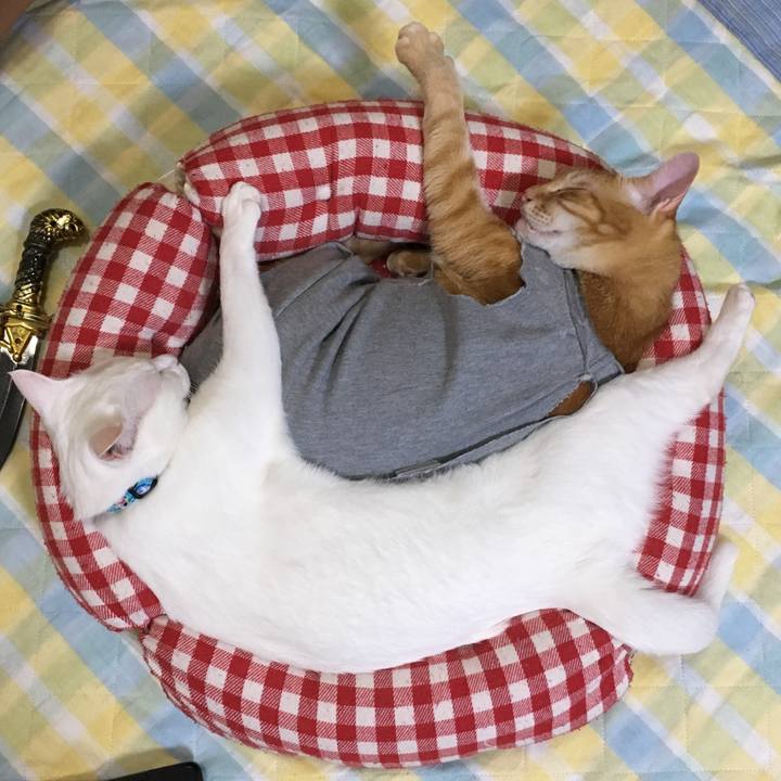 A34a9cd3 5f92 4b23 a0bd bbfa3092a59c 1525349492374