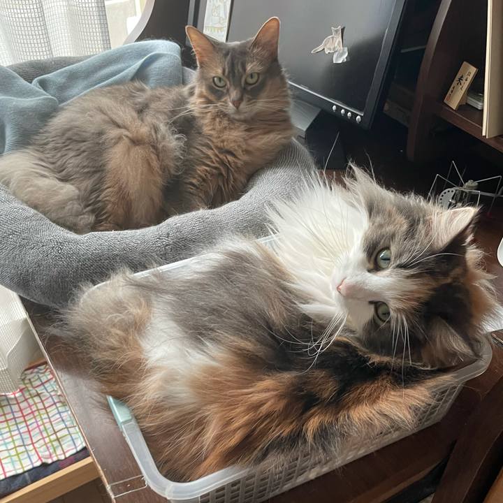 A34b3df0 5e7d 4d08 9d78 85287c95b22a 1619334406316